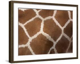 Close-Up of Skin of a Reticulated Giraffe (Giraffa Camelopardalis Reticulata), in Captivity, Africa-Ann & Steve Toon-Framed Photographic Print