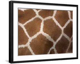 Close-Up of Skin of a Reticulated Giraffe (Giraffa Camelopardalis Reticulata), in Captivity, Africa-Ann & Steve Toon-Framed Photographic Print