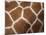 Close-Up of Skin of a Reticulated Giraffe (Giraffa Camelopardalis Reticulata), in Captivity, Africa-Ann & Steve Toon-Mounted Photographic Print