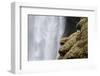 Close-up of Skogafoss waterfall, Iceland.-Bill Young-Framed Photographic Print