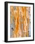 Close Up of Slate, Easdale, Scotland, UK-Niall Benvie-Framed Photographic Print