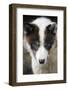 Close-Up of Sled Dog-null-Framed Photographic Print