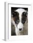 Close-Up of Sled Dog-null-Framed Photographic Print