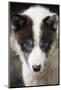 Close-Up of Sled Dog-null-Mounted Photographic Print