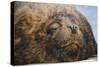 Close-Up of Sleeping Fur Seal-Jon Hicks-Stretched Canvas