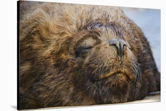 Close-Up of Sleeping Fur Seal-Jon Hicks-Stretched Canvas