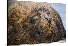 Close-Up of Sleeping Fur Seal-Jon Hicks-Stretched Canvas
