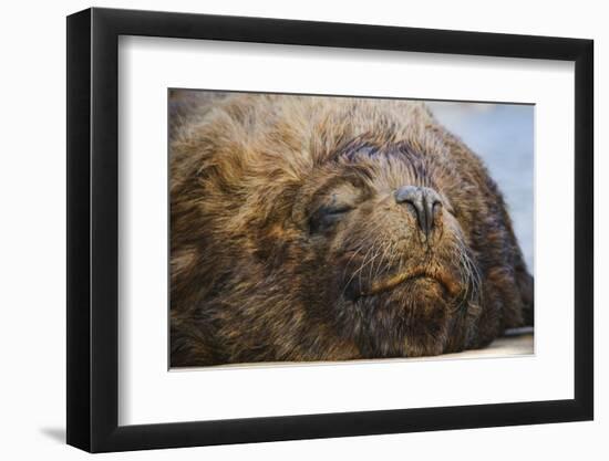 Close-Up of Sleeping Fur Seal-Jon Hicks-Framed Photographic Print