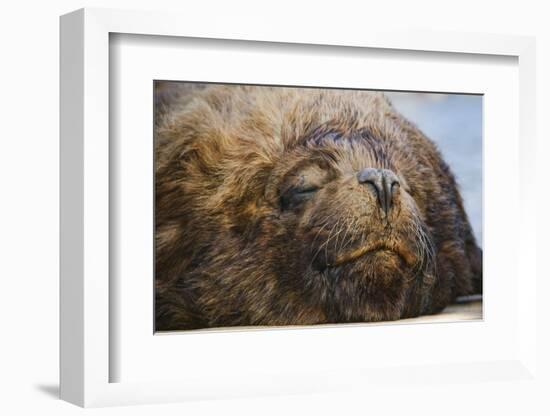 Close-Up of Sleeping Fur Seal-Jon Hicks-Framed Photographic Print