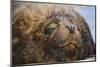 Close-Up of Sleeping Fur Seal-Jon Hicks-Mounted Photographic Print