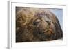 Close-Up of Sleeping Fur Seal-Jon Hicks-Framed Photographic Print