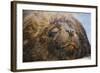 Close-Up of Sleeping Fur Seal-Jon Hicks-Framed Photographic Print