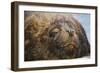 Close-Up of Sleeping Fur Seal-Jon Hicks-Framed Photographic Print