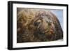 Close-Up of Sleeping Fur Seal-Jon Hicks-Framed Photographic Print