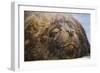 Close-Up of Sleeping Fur Seal-Jon Hicks-Framed Photographic Print