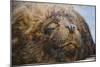 Close-Up of Sleeping Fur Seal-Jon Hicks-Mounted Photographic Print