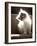 Close Up of Small Kitten Sitting at Bottom of Stairs, Glowing under Sunlight-Trigger Image-Framed Photographic Print