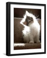 Close Up of Small Kitten Sitting at Bottom of Stairs, Glowing under Sunlight-Trigger Image-Framed Photographic Print