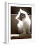 Close Up of Small Kitten Sitting at Bottom of Stairs, Glowing under Sunlight-Trigger Image-Framed Photographic Print