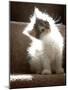 Close Up of Small Kitten Sitting at Bottom of Stairs, Glowing under Sunlight-Trigger Image-Mounted Photographic Print