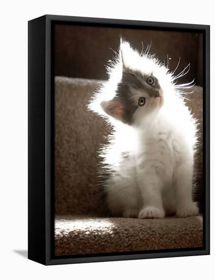 Close Up of Small Kitten Sitting at Bottom of Stairs, Glowing under Sunlight-Trigger Image-Framed Stretched Canvas