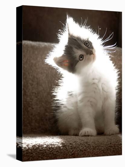 Close Up of Small Kitten Sitting at Bottom of Stairs, Glowing under Sunlight-Trigger Image-Stretched Canvas