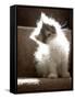 Close Up of Small Kitten Sitting at Bottom of Stairs, Glowing under Sunlight-Trigger Image-Framed Stretched Canvas