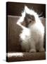 Close Up of Small Kitten Sitting at Bottom of Stairs, Glowing under Sunlight-Trigger Image-Stretched Canvas