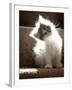 Close Up of Small Kitten Sitting at Bottom of Stairs, Glowing under Sunlight-Trigger Image-Framed Photographic Print