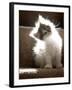 Close Up of Small Kitten Sitting at Bottom of Stairs, Glowing under Sunlight-Trigger Image-Framed Photographic Print