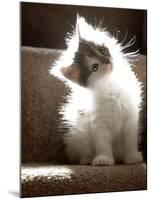 Close Up of Small Kitten Sitting at Bottom of Stairs, Glowing under Sunlight-Trigger Image-Mounted Photographic Print