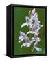 Close-up of Small Round-Leafed Orchis Orchids in Springtime, Upper Peninsula, Michigan, USA-Mark Carlson-Framed Stretched Canvas