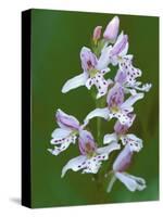 Close-up of Small Round-Leafed Orchis Orchids in Springtime, Upper Peninsula, Michigan, USA-Mark Carlson-Stretched Canvas