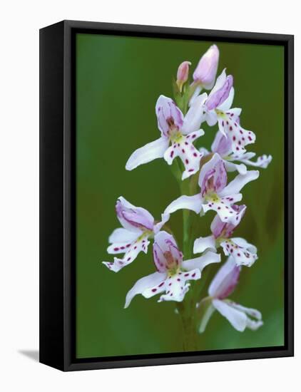 Close-up of Small Round-Leafed Orchis Orchids in Springtime, Upper Peninsula, Michigan, USA-Mark Carlson-Framed Stretched Canvas