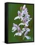 Close-up of Small Round-Leafed Orchis Orchids in Springtime, Upper Peninsula, Michigan, USA-Mark Carlson-Framed Stretched Canvas