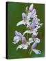 Close-up of Small Round-Leafed Orchis Orchids in Springtime, Upper Peninsula, Michigan, USA-Mark Carlson-Stretched Canvas