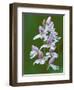 Close-up of Small Round-Leafed Orchis Orchids in Springtime, Upper Peninsula, Michigan, USA-Mark Carlson-Framed Photographic Print