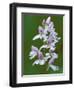 Close-up of Small Round-Leafed Orchis Orchids in Springtime, Upper Peninsula, Michigan, USA-Mark Carlson-Framed Photographic Print