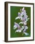 Close-up of Small Round-Leafed Orchis Orchids in Springtime, Upper Peninsula, Michigan, USA-Mark Carlson-Framed Photographic Print