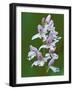 Close-up of Small Round-Leafed Orchis Orchids in Springtime, Upper Peninsula, Michigan, USA-Mark Carlson-Framed Photographic Print