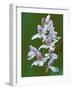 Close-up of Small Round-Leafed Orchis Orchids in Springtime, Upper Peninsula, Michigan, USA-Mark Carlson-Framed Photographic Print