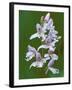 Close-up of Small Round-Leafed Orchis Orchids in Springtime, Upper Peninsula, Michigan, USA-Mark Carlson-Framed Photographic Print