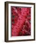 Close-up of Soft Coral, off Sharm El-Sheikh, Sinai, Red Sea, Egypt, North Africa, Africa-Upperhall Ltd-Framed Photographic Print