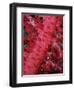 Close-up of Soft Coral, off Sharm El-Sheikh, Sinai, Red Sea, Egypt, North Africa, Africa-Upperhall Ltd-Framed Photographic Print