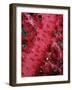 Close-up of Soft Coral, off Sharm El-Sheikh, Sinai, Red Sea, Egypt, North Africa, Africa-Upperhall Ltd-Framed Photographic Print