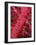 Close-up of Soft Coral, off Sharm El-Sheikh, Sinai, Red Sea, Egypt, North Africa, Africa-Upperhall Ltd-Framed Photographic Print