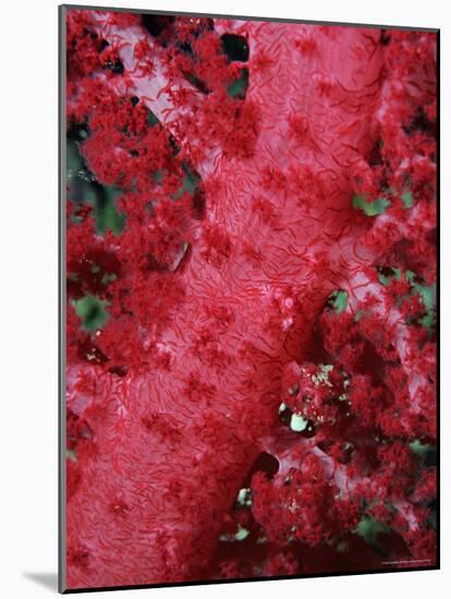 Close-up of Soft Coral, off Sharm El-Sheikh, Sinai, Red Sea, Egypt, North Africa, Africa-Upperhall Ltd-Mounted Photographic Print