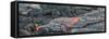 Close-up of solidified lava, Hawaii Volcanoes National Park, Hawaii Islands, USA-Panoramic Images-Framed Stretched Canvas