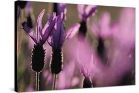 Close Up of Spanish Lavender (Lavandula Stoechas) Monfrague Np, Extremadura, Spain, March-Widstrand-Stretched Canvas