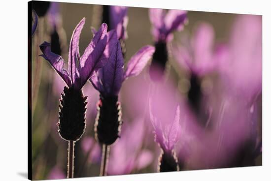 Close Up of Spanish Lavender (Lavandula Stoechas) Monfrague Np, Extremadura, Spain, March-Widstrand-Stretched Canvas